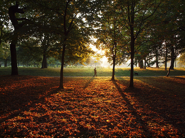 walk in the park 