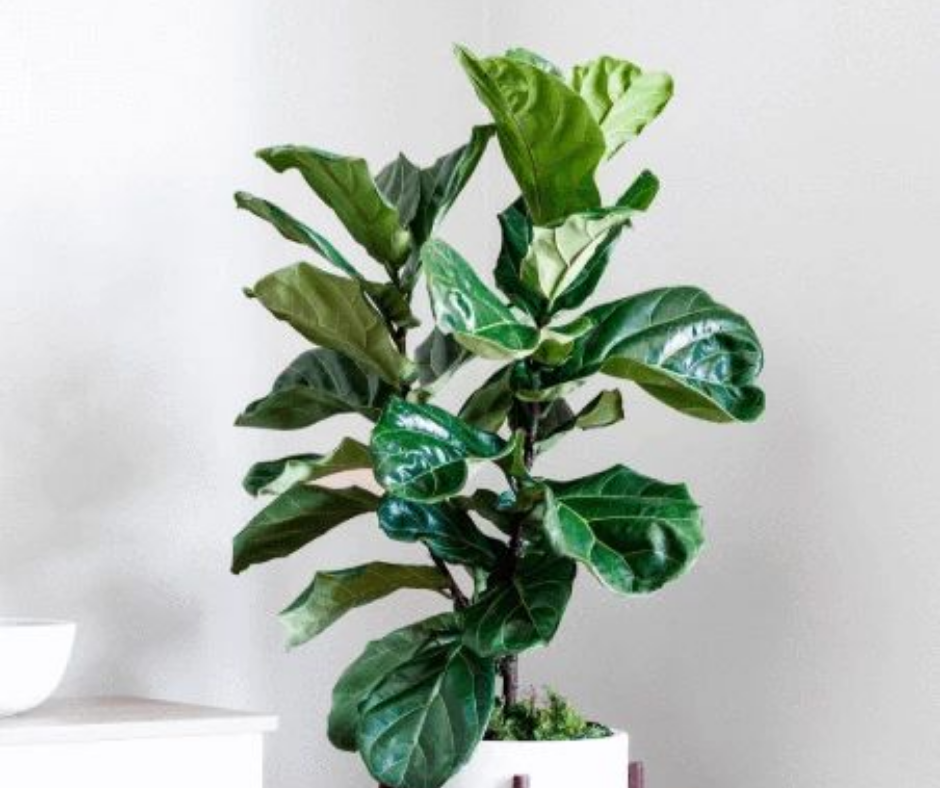 Ficus Lyrata, Fiddle Leaf Fig