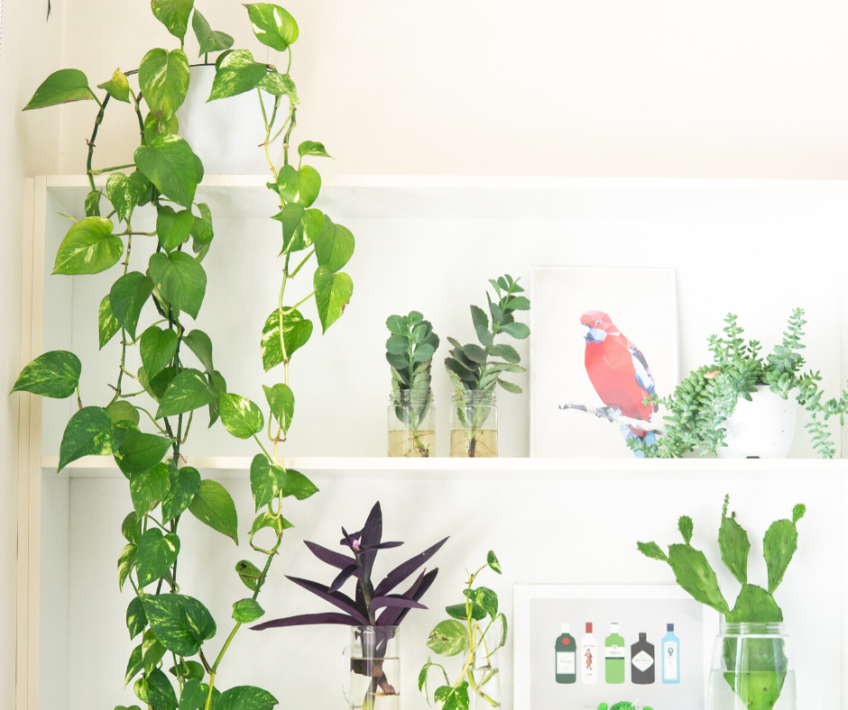 Hanging Ivy Plant