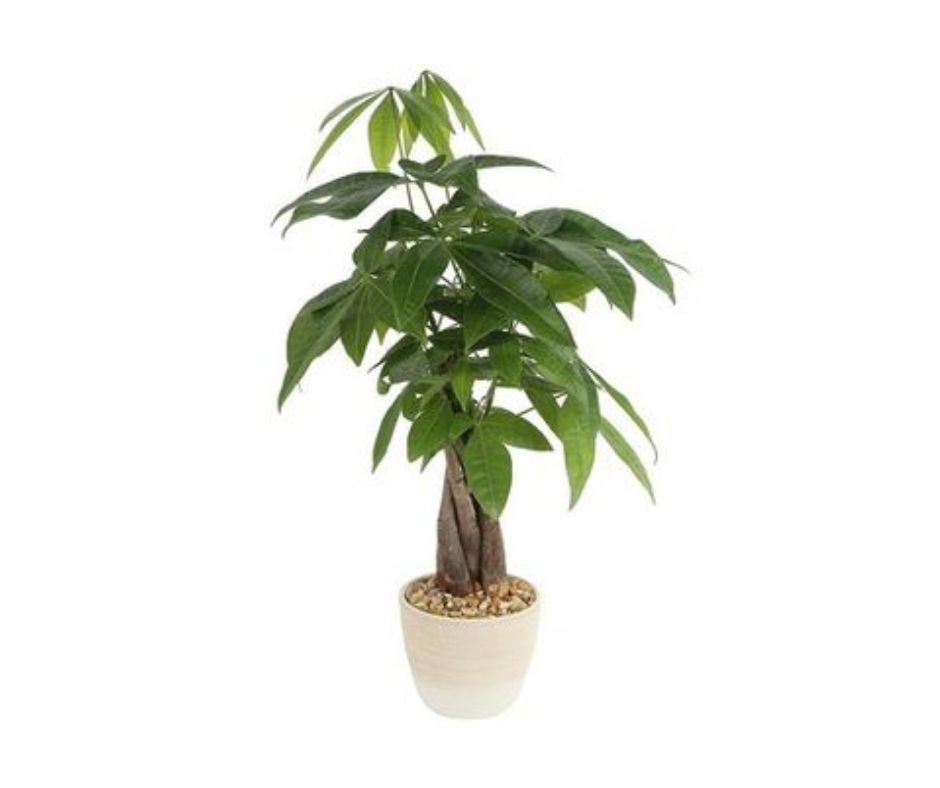 Corn Plant
