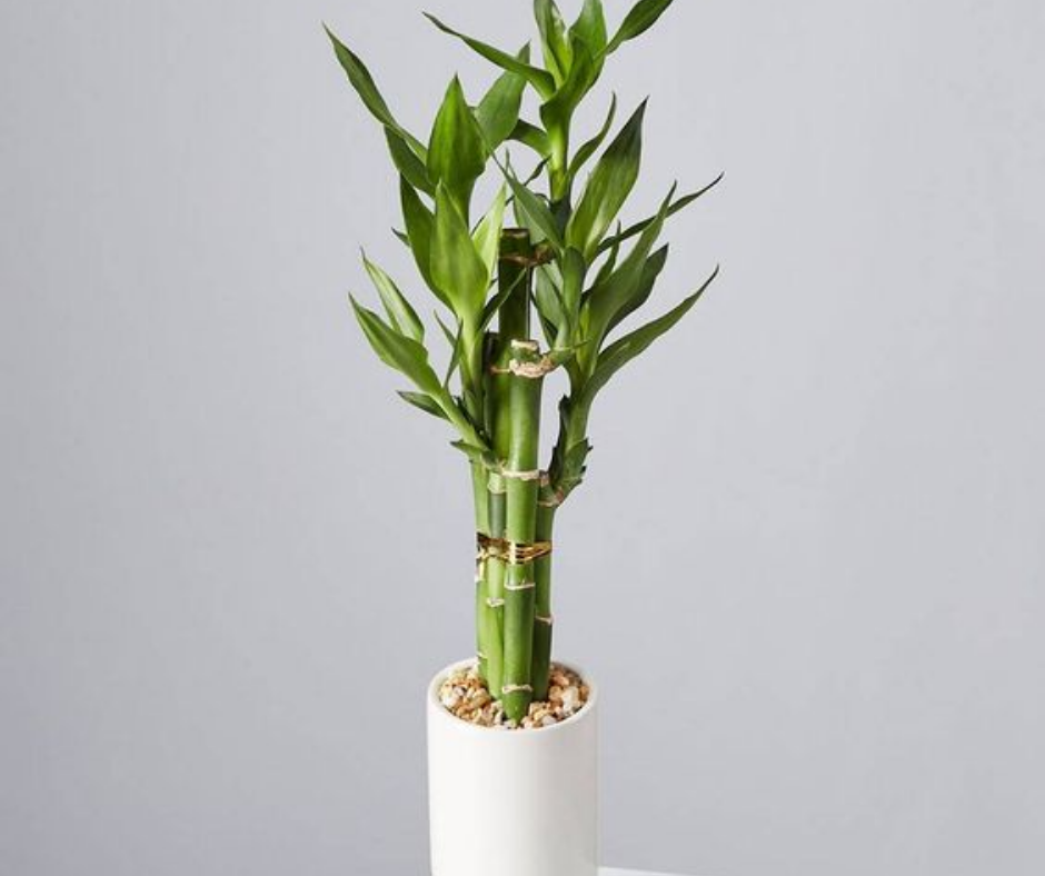 Lucky Bamboo Plant