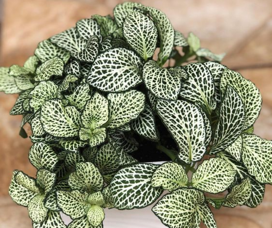Fittonia Nerve