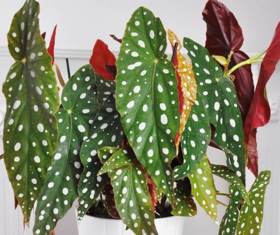 Begonia Plant