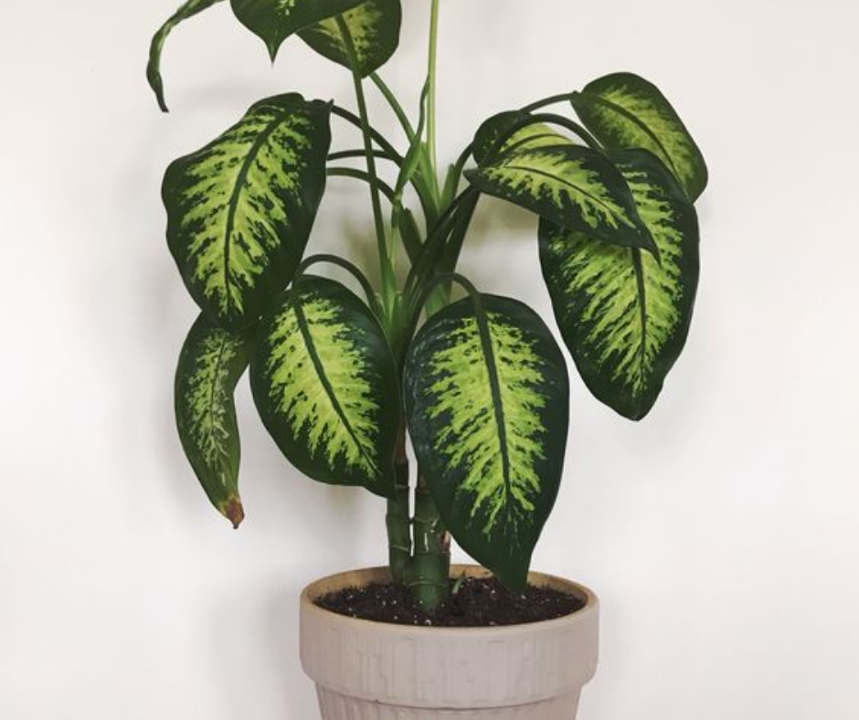 Dumb Cane