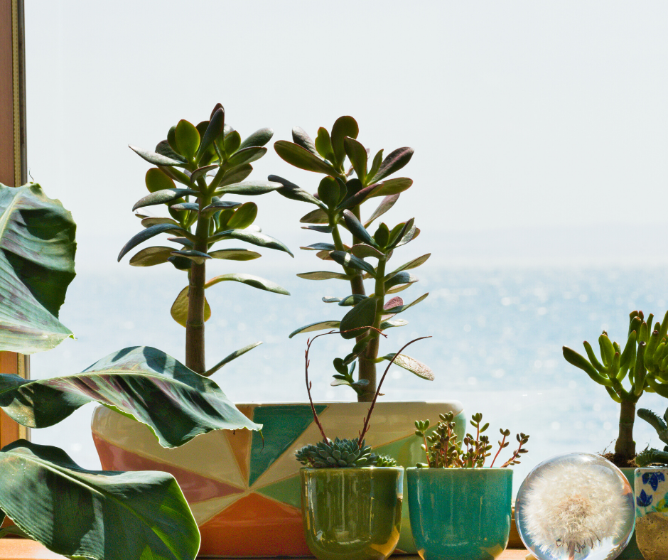 Zanzibar Gem or ZZ Plant
