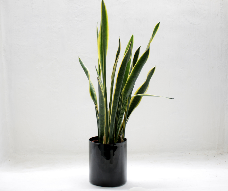 Small Snake Plant