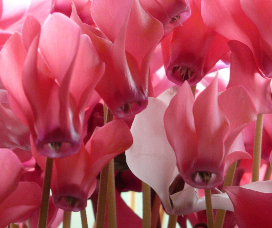 Cyclamen Plant