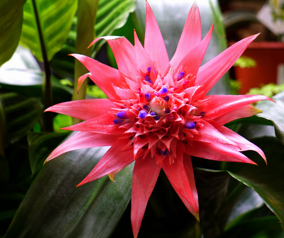 Bromeliads