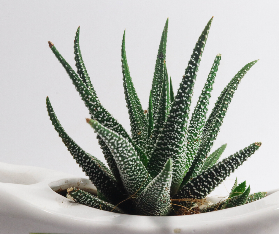 An Aloe Vera Plant