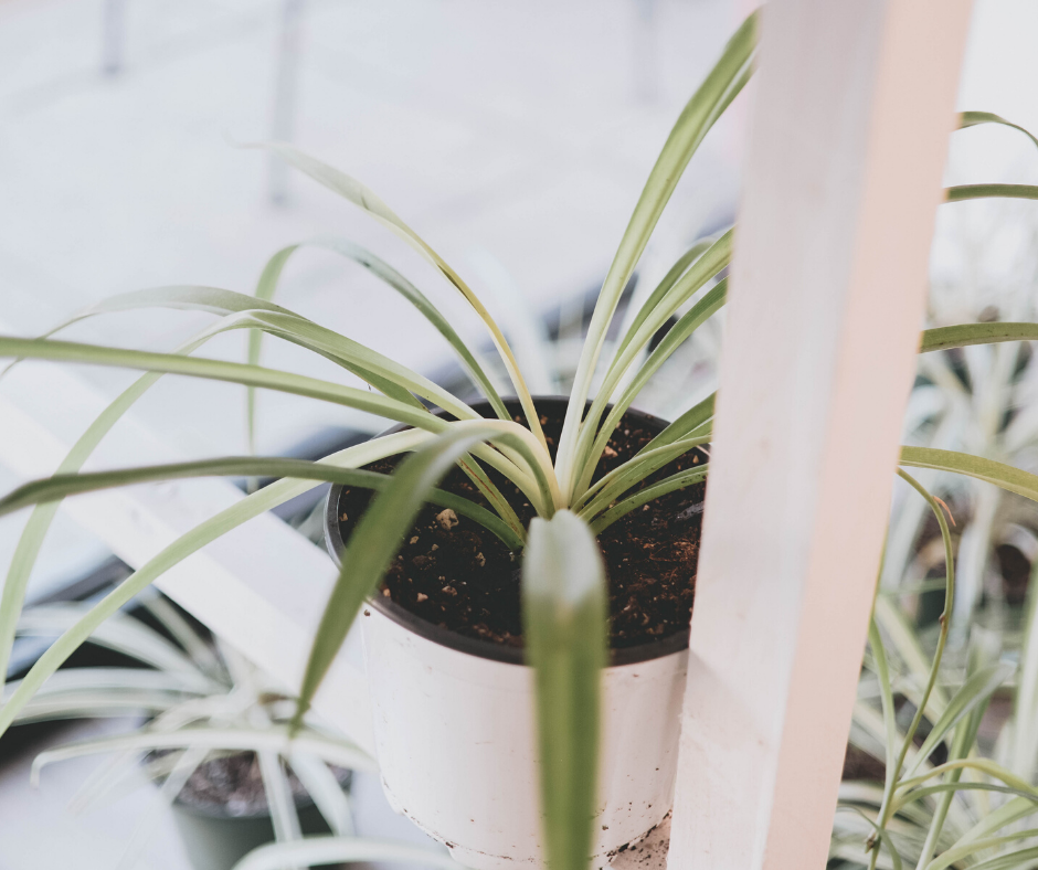 The Spider Plant