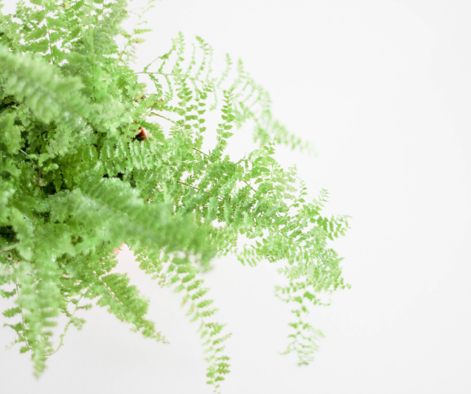 Boston Fern Bathroom Plant
