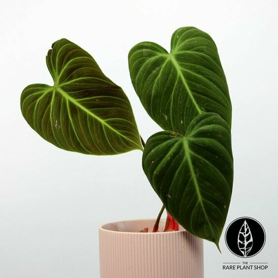Philodendron Plant