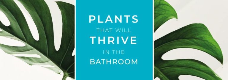 plants-in-the-bathroom main banner