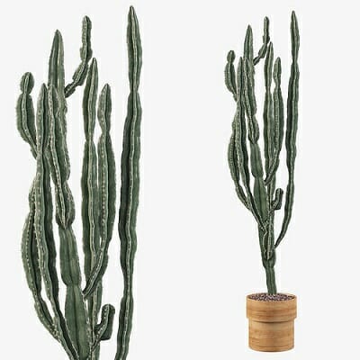 Euphorbia Candelabrum