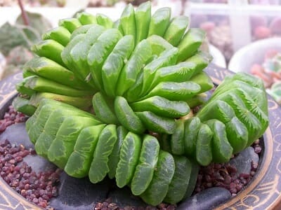 Haworthia Truncata