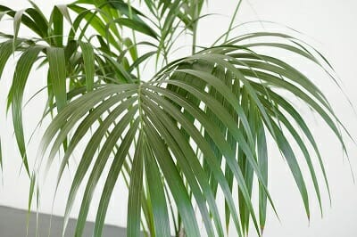 Howea Forsteriana