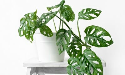 Monkey Mask Monstera