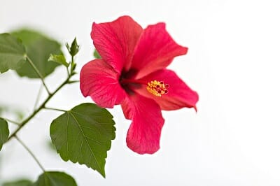 Hibiscus