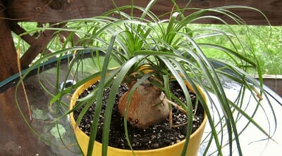 Ponytail Palm