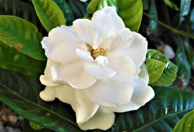 Gardenia plant