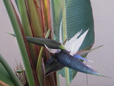 white bird of paradise plant