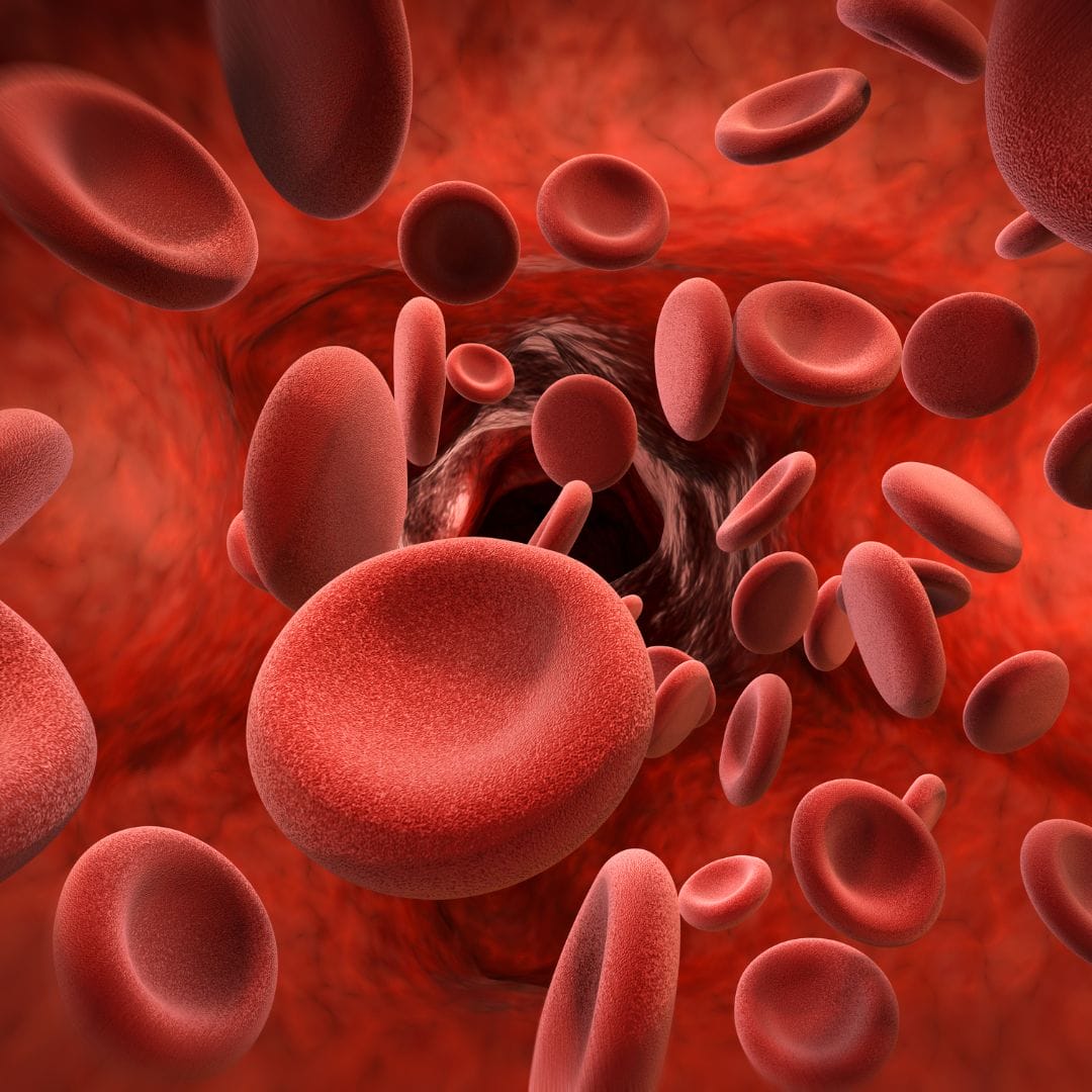 rendering close up of red blood cells flowing through a body