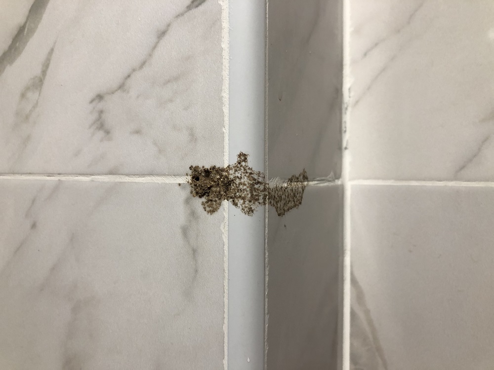 mould on tiles in a bathroom